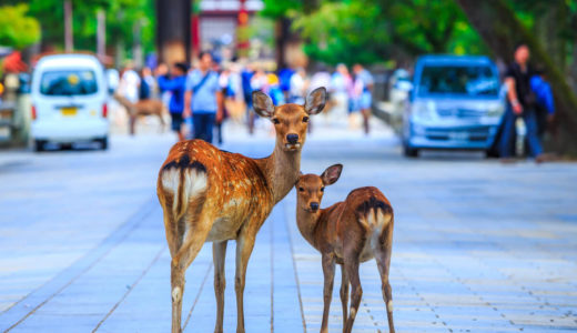 奈良県観光おすすめ10選！歴史巡りや鹿との思い出作りをしよう